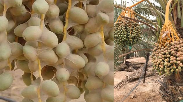 قبلي: رصد إصابات محدودة بعنكبوت الغبار ببعض الواحات