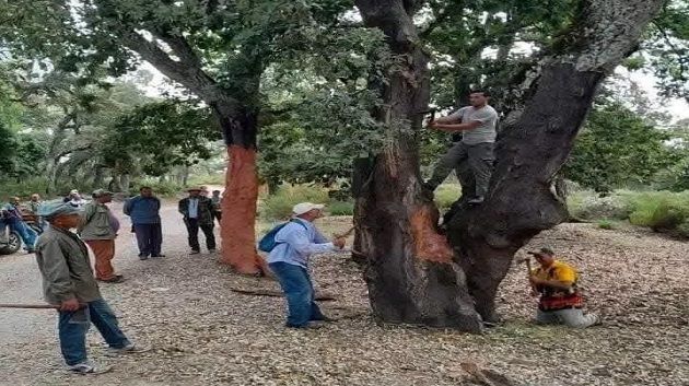جندوبة :انطلاق موسم جني الخفّاف