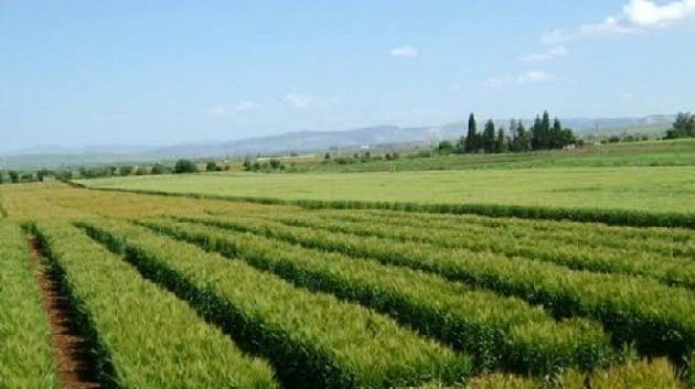 وزارة الفلاحة تخصص 38 ضيعة دولية للشركات الأهلية