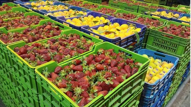 غلال تونس تصل إلى 27 وجهة عبر العالم بعائدات تجاوزت 88 مليون دينار