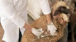 الإدارة العامة للمصالح البيطرية تدعو إلى رفع اليقظة الوبائية وتشديد المراقبة لحماية الثروة الحيوانية