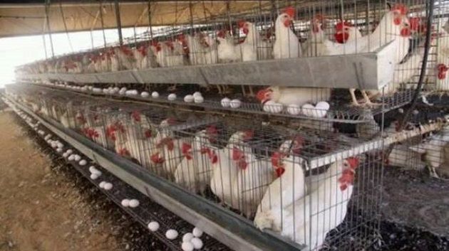 المصالح البيطرية تدعو مربي الدواجن إلى اتخاذ إجراءات عاجلة