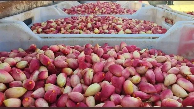 قفصة: تقديرات بارتفاع صابة الفستق