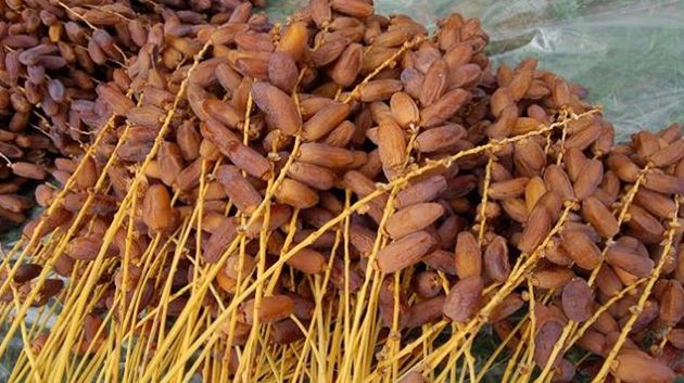 ارتفاع عائدات تصدير التمور بنسبة 10,7%  