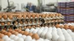 رئيس الغرفة الوطنية لتجار الدواجن واللّحوم البيضاء: