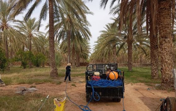 تسجيل اصابات بعنكبوت الغبار في بعض الواحات بسبب موجة الحر