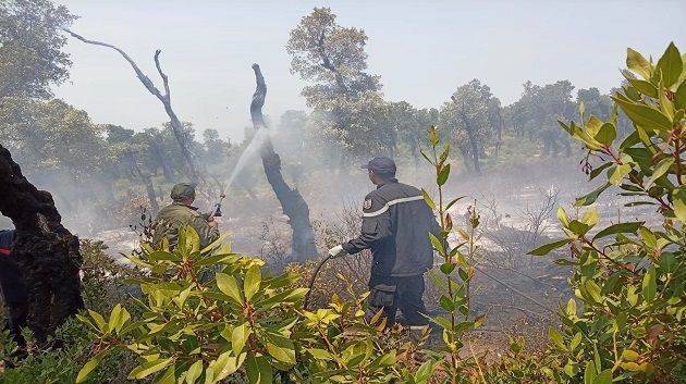 نشطاء يطلقون حملة لغراسة 200 ألف شجرة بجبل الناظور وإدارة الغابات تدعو الى عدم التسرّع