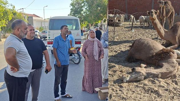 المظيلة: عدد من مربّي الإبل يحتجّون ويُطالبون بتوفير الأدوية لقطيعهم