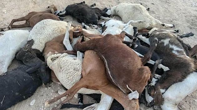 فريق بيطري يتحوّل إلى المتلوي لمعاينة أسباب النفوق الجماعي للمواشي