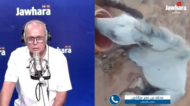 صاحب الحصان المعنّف ببوحجلة: 'كان مصدر رزقي الوحيد'