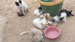 شكوى ضدّ أئمة حرّضوا على 'تجويع' الحيوانات السائبة: التفاصيل (فيديو)