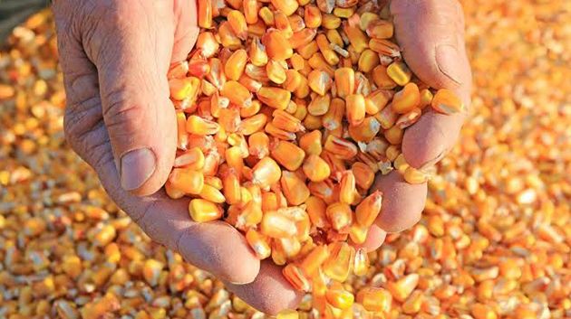 تونس تطرح مناقصة دوليّة لشراء حوالي 80 ألف طن من علف الذرة