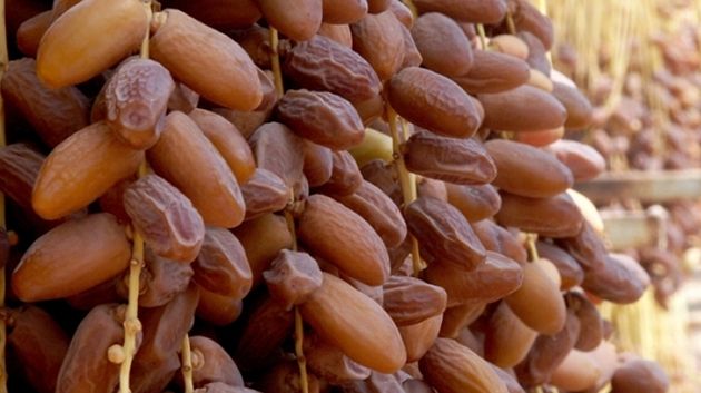 صادرات التمور ترتفع بـ 13،3%