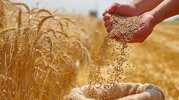 غداً: تونس تحتضن ندوة وطنية حول تقييم موسم الحبوب 