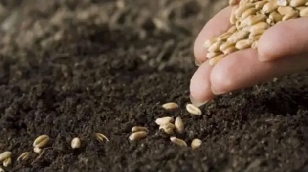 نحو بلوغ 40 % من البذور الممتازة 