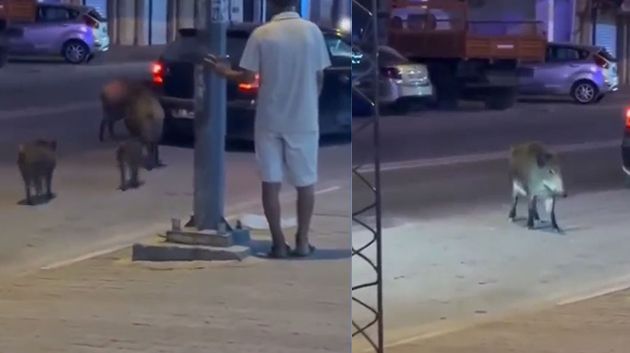 رئيس المجلس المحلّي بحمّام الأنف يكشف أسباب انتشار الخنازير بالجهة (فيديو)
