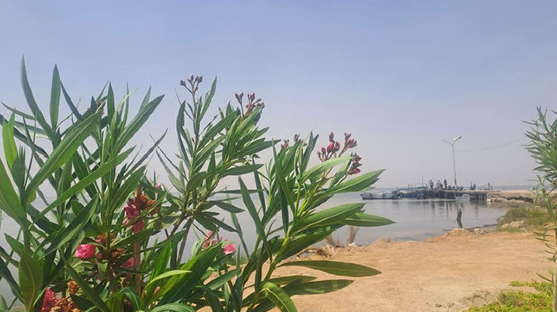 صورة الخبر
