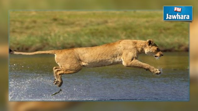 مقتل أمريكية بعد أن هاجمتها لبوة