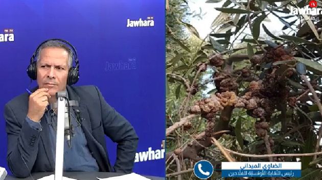رئيس نقابة الفلاّحين: 'مرض سلّ الزيتون موجود.. لا للإستهانة به أو تهويله'