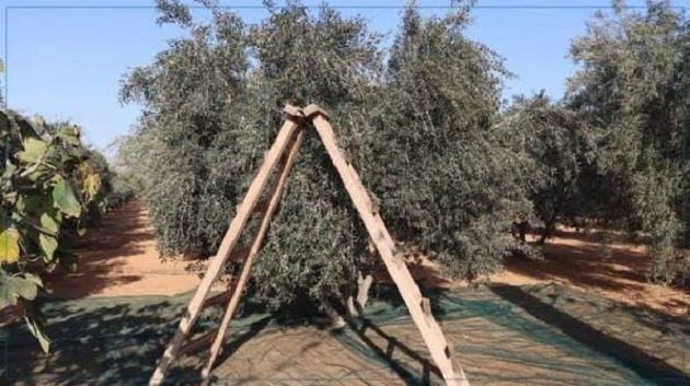 المنستير: تحديد تاريخ 3 نوفمبر القادم لانطلاق موسم جني الزيتون