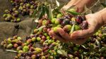 رئيس نقابة الفلاّحين: 'توقّعات بتراجع إنتاج زيت الزيتون بـ 40% للموسم الحالي' (فيديو)