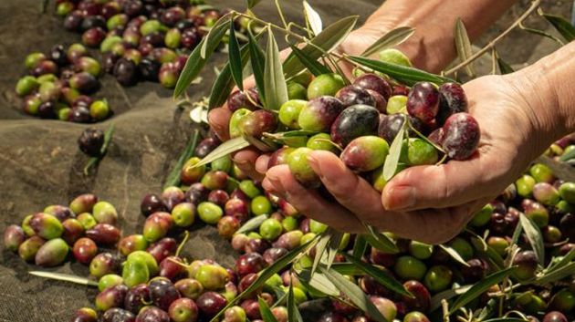 رئيس نقابة الفلاّحين: 'توقّعات بتراجع إنتاج زيت الزيتون بـ 40% للموسم الحالي' (فيديو)