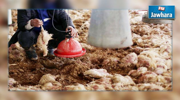 نابل : حجز أكثر من طنين من الديك الرومي والدجاج النافق بمسلخ عشوائي