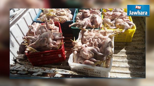 جندوبة : حجز 150 كلغ من الدجاج في مسلخ عشوائي