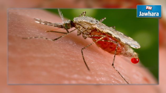  عقار جديد لعلاج الملاريا بجرعة واحدة