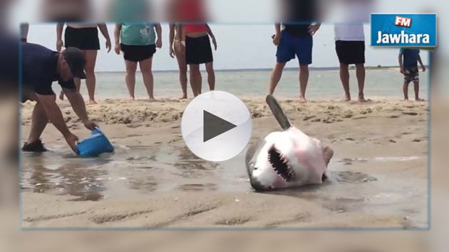 بالفيديو : إنقاذ سمك قرش أبيض من الموت