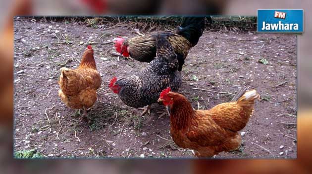 أمريكا : تأجير الدجاج للتغلب على ارتفاع أسعار البيض