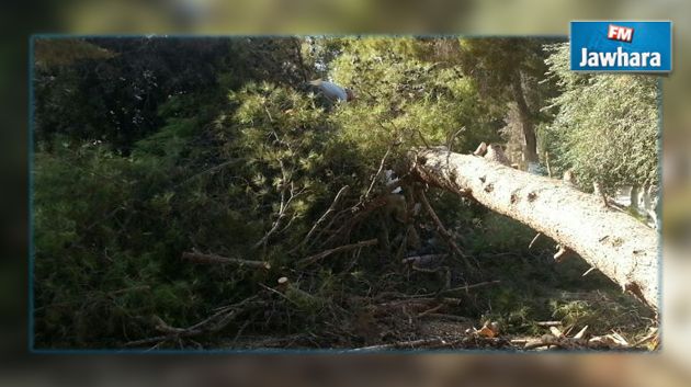 القيروان : سقوط الأشجار على طريق السبيخة بسبب الرياح والأمطار