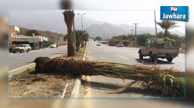  سقوط أكثر من 375 نخلة في حامة الجريد بسبب الرياح 