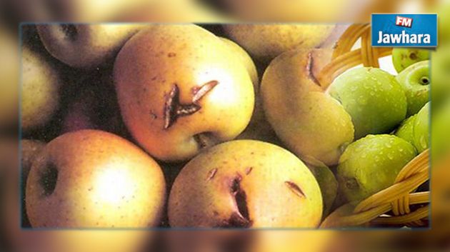 القصرين : 90 بالمائة اضرار صابة التفاح بسبيبة بعد تساقط البرد