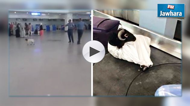 خروف يتجوّل داخل مطار جربة جرجيس : آمر المطار يوضّح