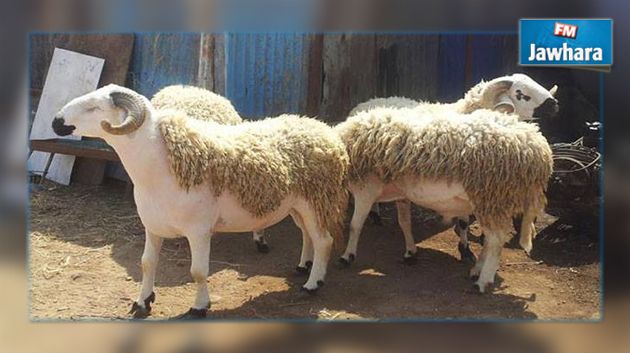 القيروان : افتتاح سوق من المنتج الى المستهلك لبيع الأضاحي