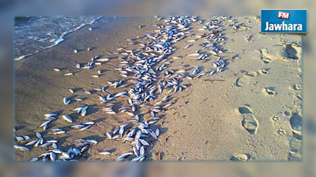 أسباب نفوق كميات كبيرة من الأسماك بشاطئ حلق الوادي