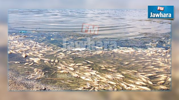 كارثة بيئية في نابل : نفوق كمية كبيرة من الأسماك بوادي سيدي عثمان