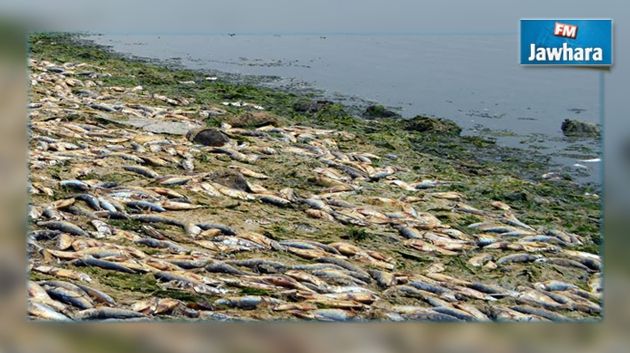 وزارة الفلاحة تكشف أسباب نفوق الأسماك بميناء رادس