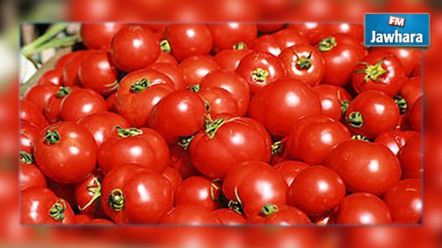 صابة قياسية للطماطم المعدة للتحويل
