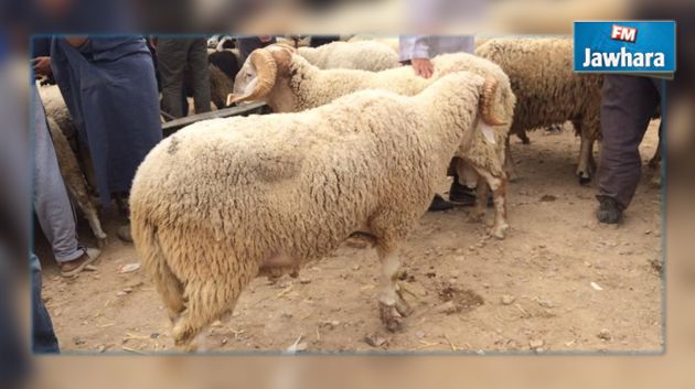 تونس الكبرى: أسعار الأضاحي بين 385 و700 دينار وسط إقبال ضعيف