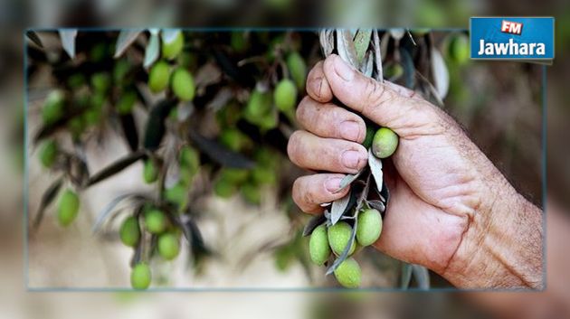 بدء الإستعدادات لموسم جني الزيتون بسوسة