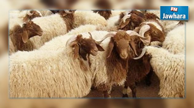 حادث مرور يسفر عن هلاك 70 رأس غنم بالقيروان