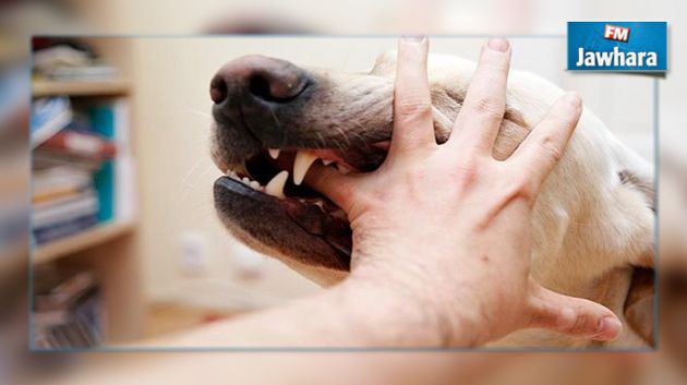 طبيب بيطري : الكلب الذي هاجم 12 شخصا في المنستير مسعور