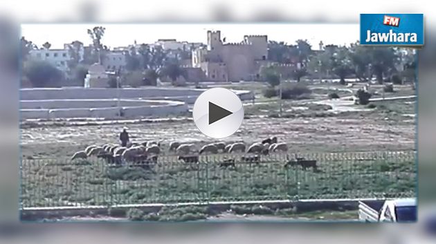 فيديو : عندما تصبح فسقية الأغالبة حديقة للحيوانات!