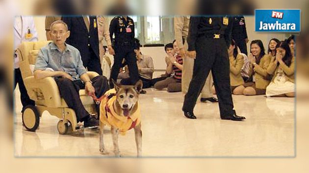 سجن شاب في تايلندا بتهمة عدم احترام كلب الملك