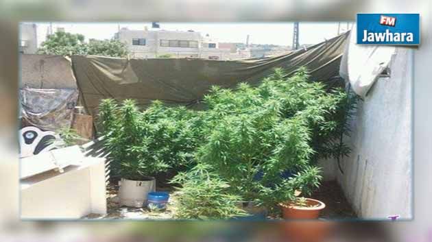 القبض على تونسي يزرع الماريخوانا في بيته