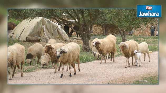 منوبة : الإطاحة بعصابة متخصصة في سرقة المواشي