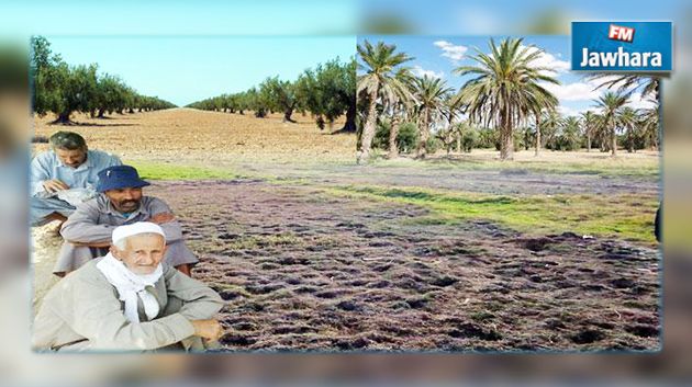 حسين الديماسي : الحل في تغيير صبغة الأراضي الاشتراكية