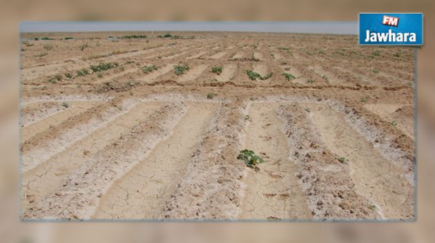 أغلب الأراضي المقرر خوصصتها لا تصلح للزراعة